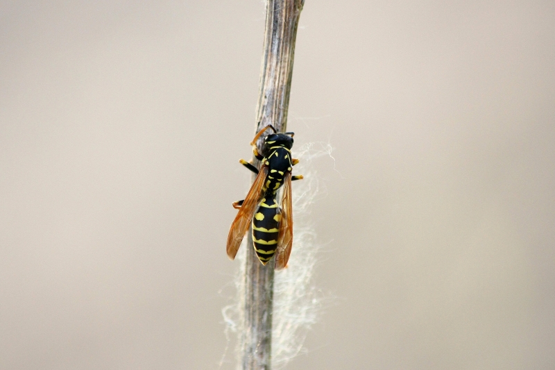 Polistes